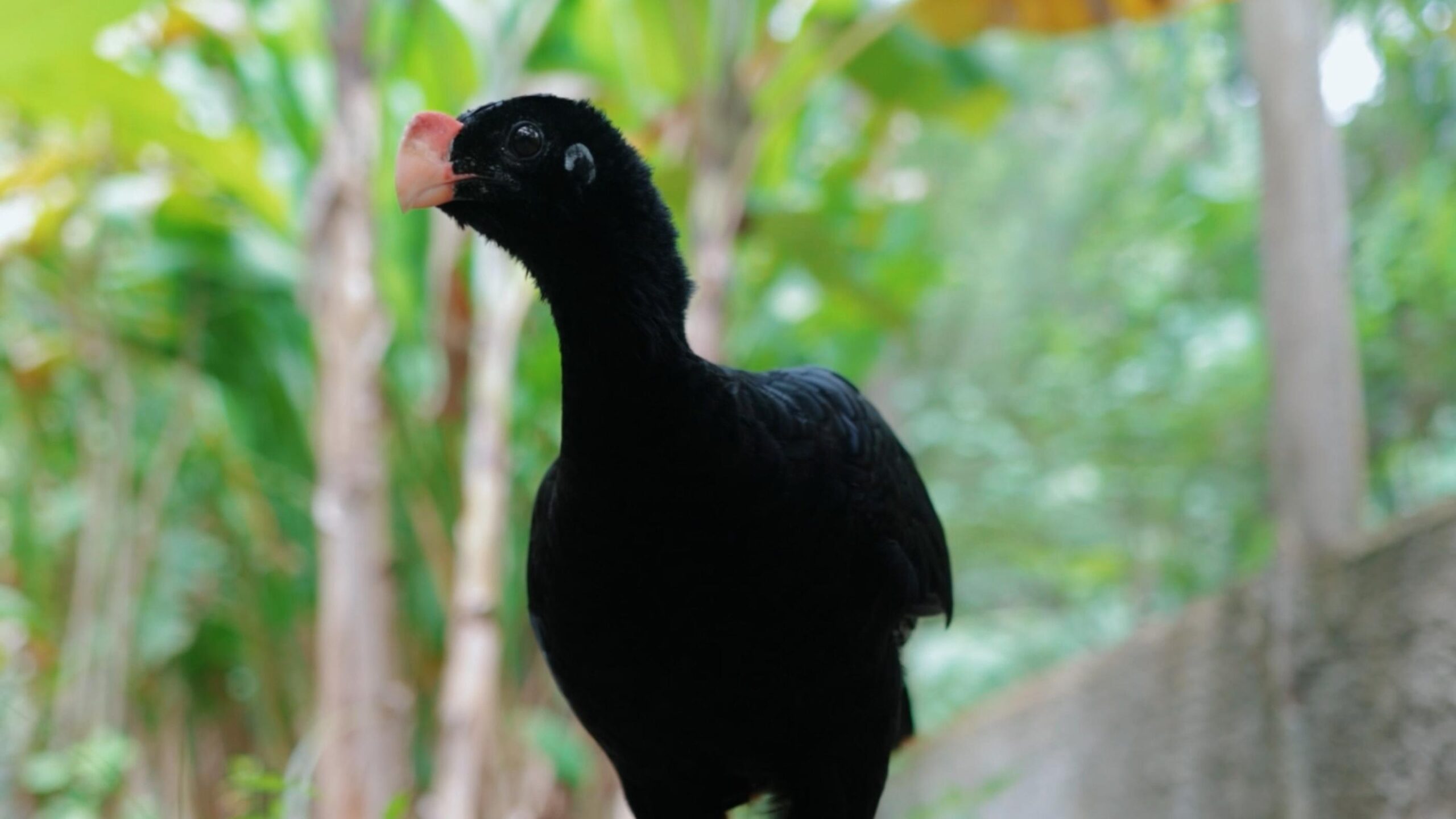 IMA atua na reintrodução do Mutum-de-alagoas e fortalece preservação da fauna alagoana