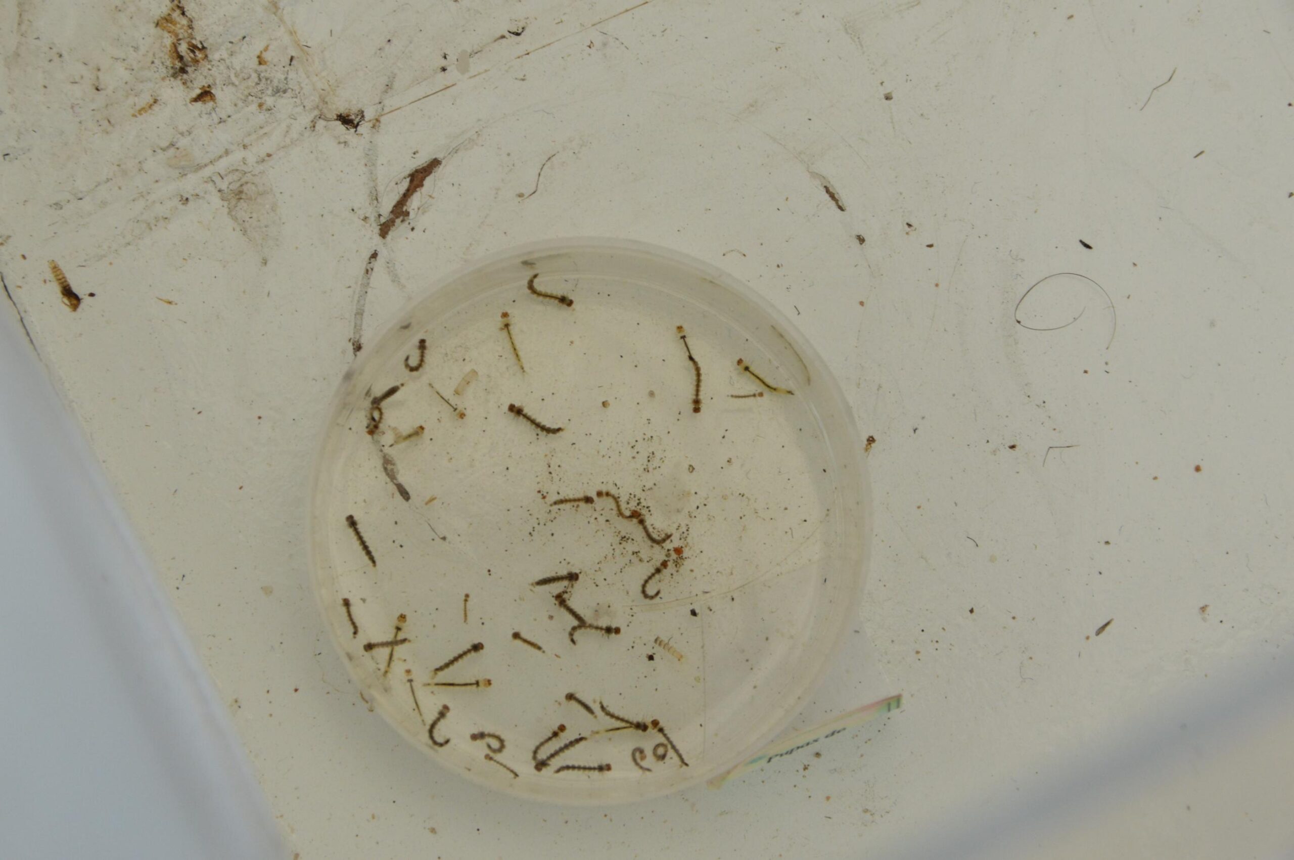 Sesau alerta população sobre medidas preventivas para combater o Aedes aegypti