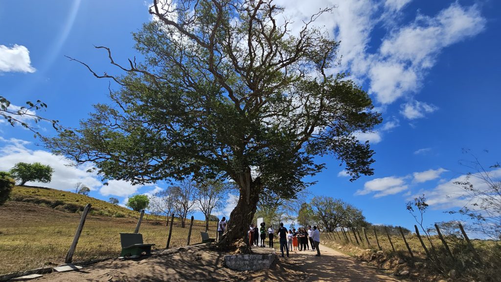 Sob a sombra das árvores de Arapiraca: a história centenária de uma cidade verde